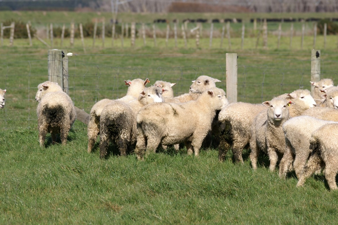 Albendazole treated lambs at the third drench