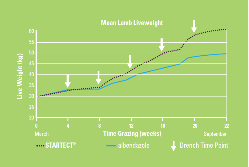Cumulative liveweight of lambs treated with STARTECT